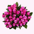 Maritime Pink - Roze Rozen