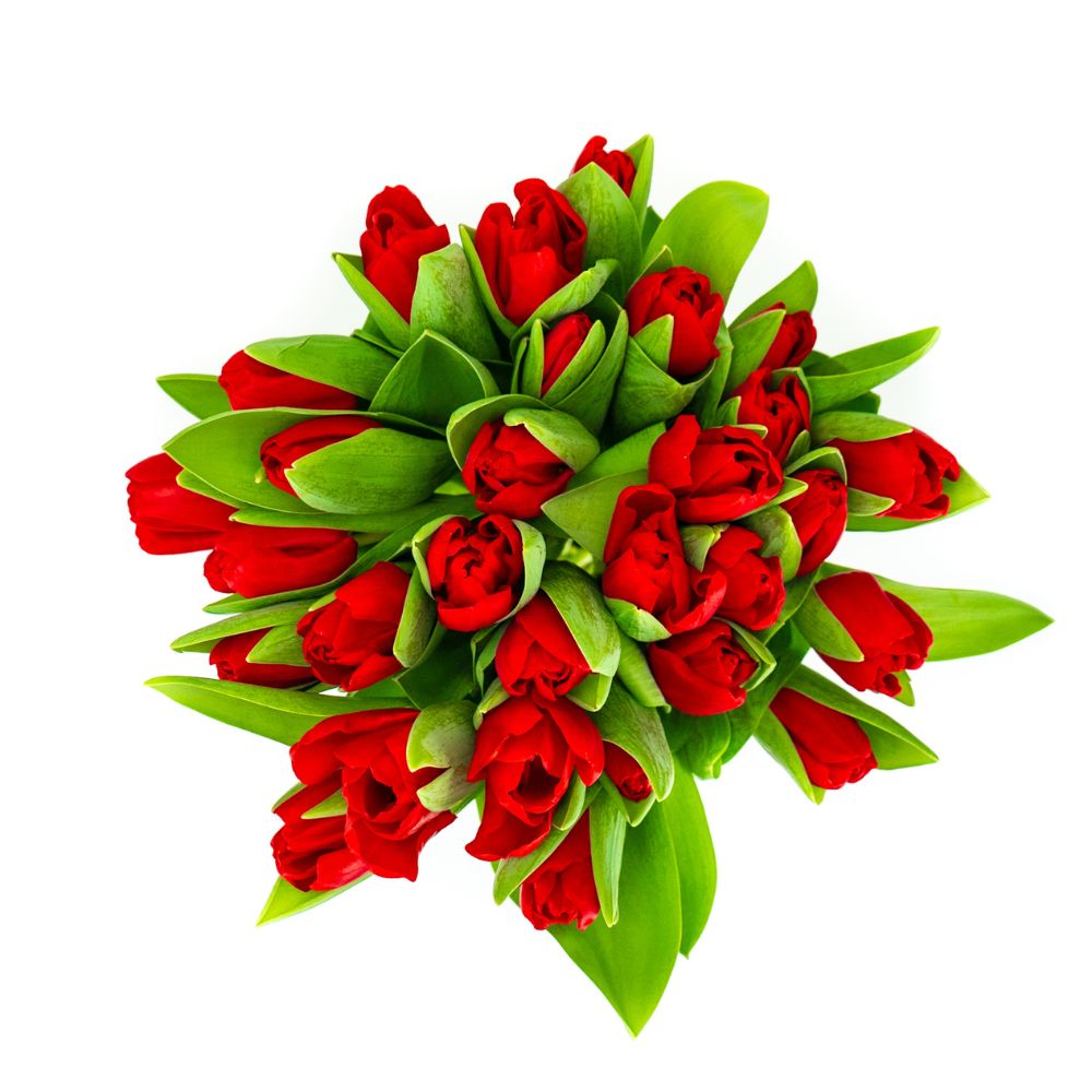 Verse rode tulpen