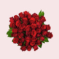 Ruby Royal - Rode Rozen