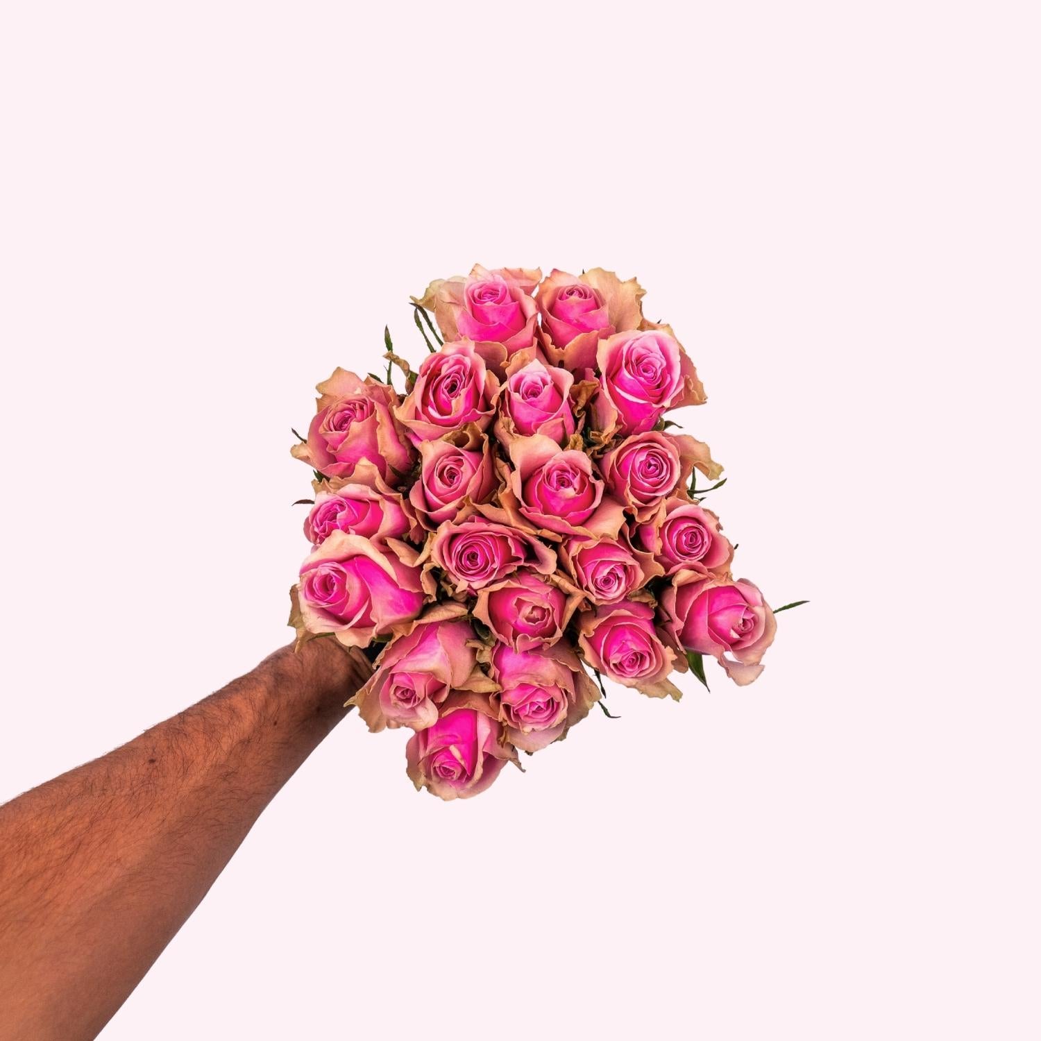 Bella Blush - Roze Rozen