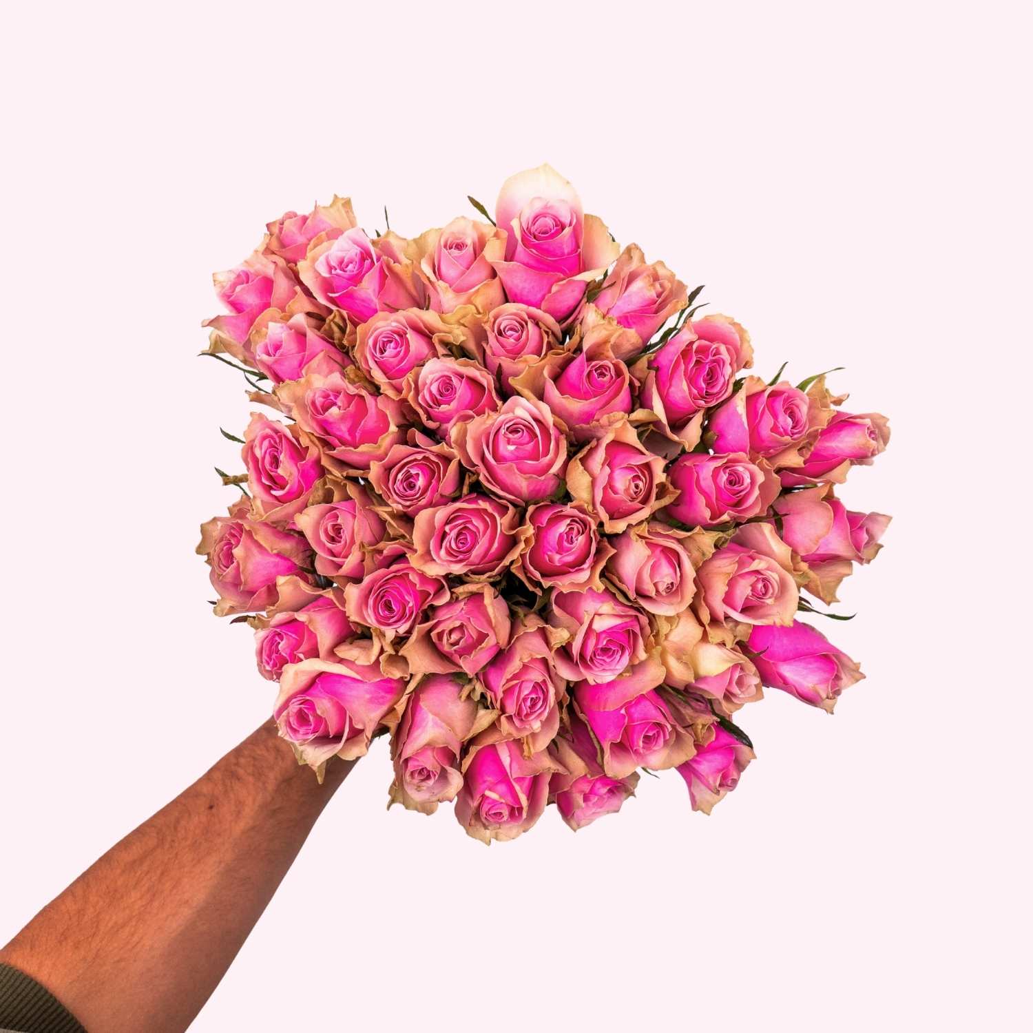 Bella Blush - Roze Rozen