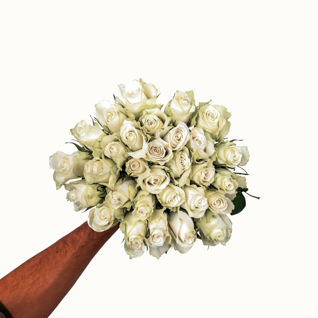 Athena Royal - Witte Rozen