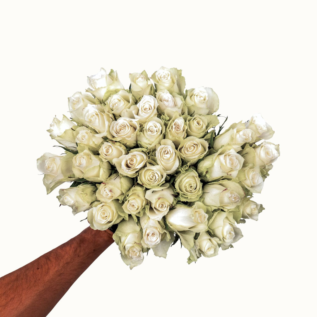 Athena Royal - Witte Rozen