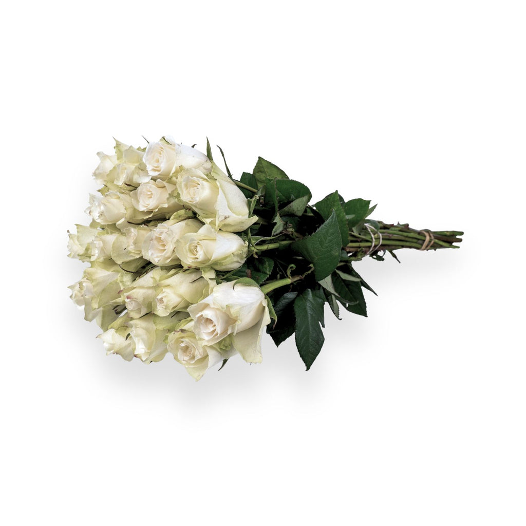 Athena Royal - Witte Rozen