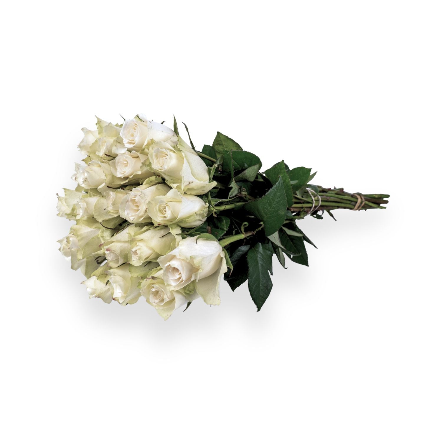 Witte rozen