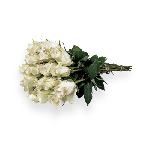 Athena Royal - Witte Rozen