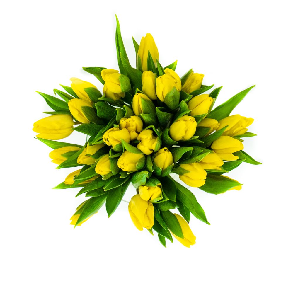 Verse Gele Tulpen