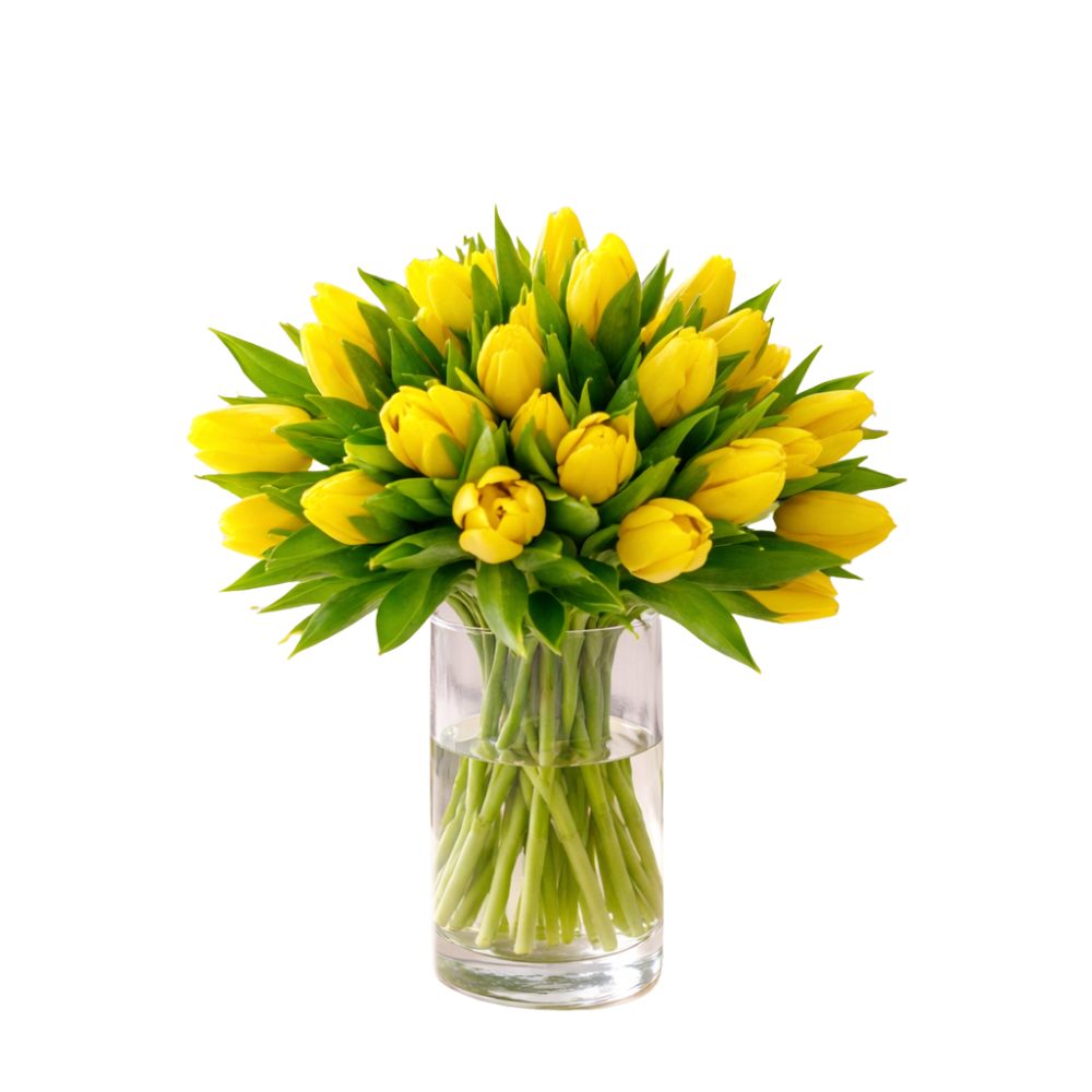 Verse Gele Tulpen