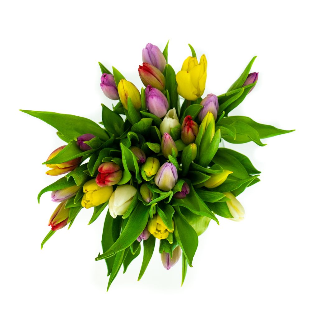 Verse Mixkleur Tulpen