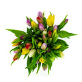 Verse Mixkleur Tulpen