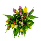 Verse Mixkleur Tulpen