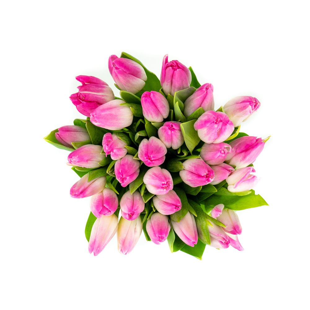 Verse Roze Tulpen