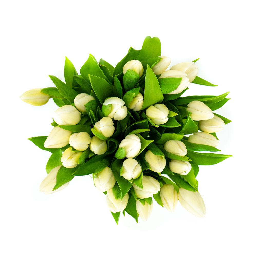 Verse Witte Tulpen