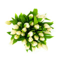 Verse Witte Tulpen