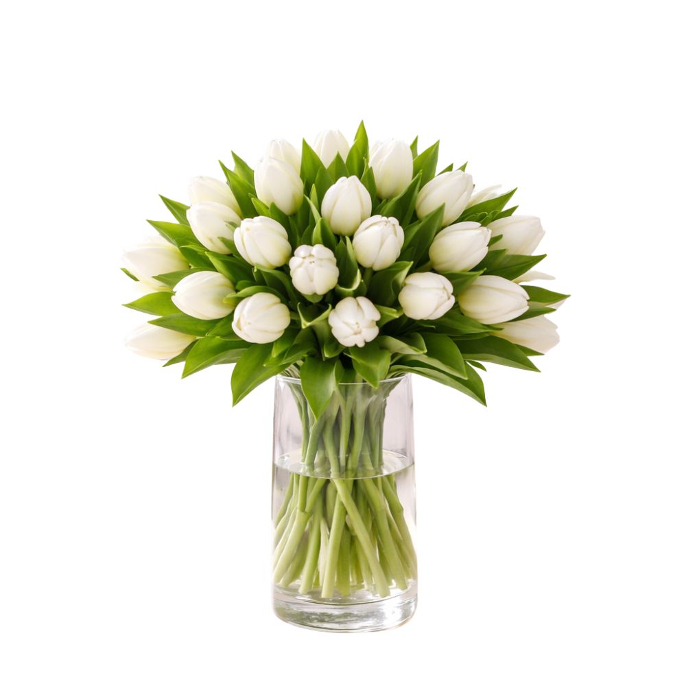 Verse Witte Tulpen