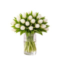 Verse Witte Tulpen